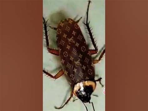 lv cockroach